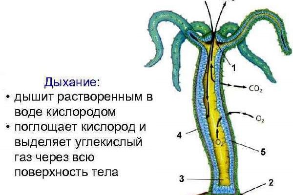 Скачать кракен тор