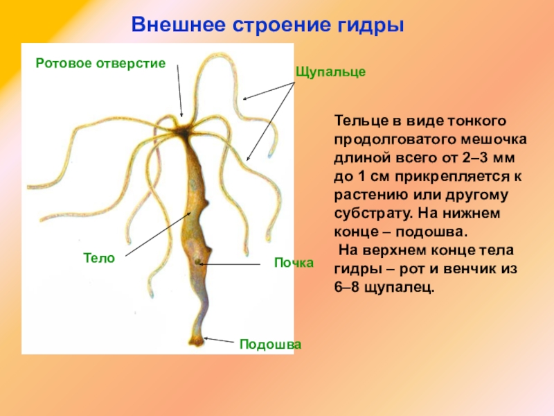 Как попасть на кракен